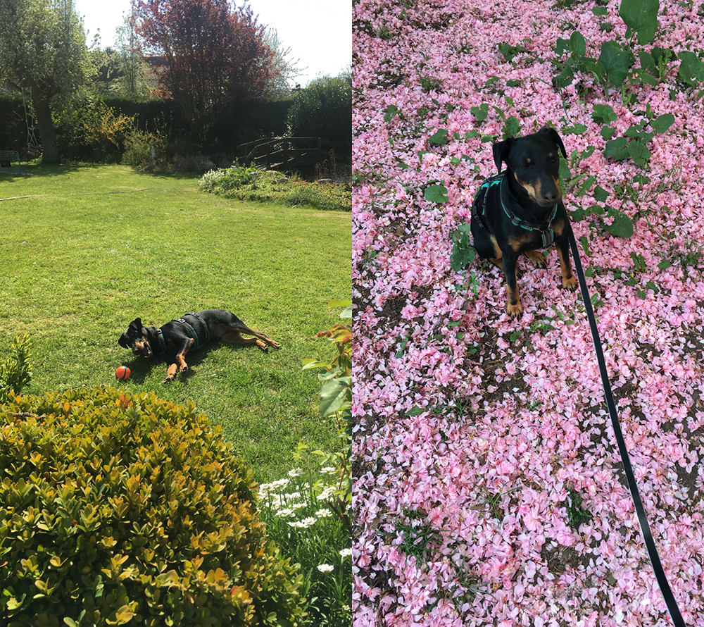 my dog laying in the grass and playing with his favourite ball, and that same dork dog sitting outside surrounded by cherry blossoms.