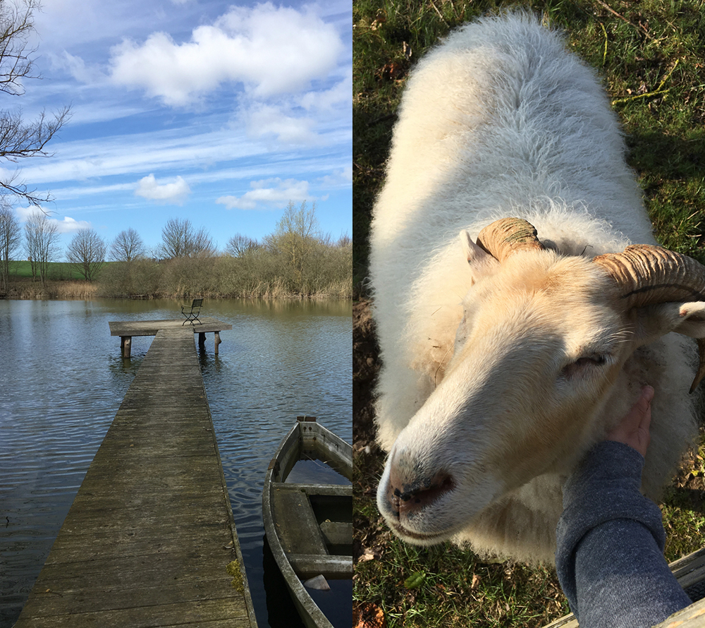 A pier by a pond near the sweat lodge location and me petting a fluffy ram.
