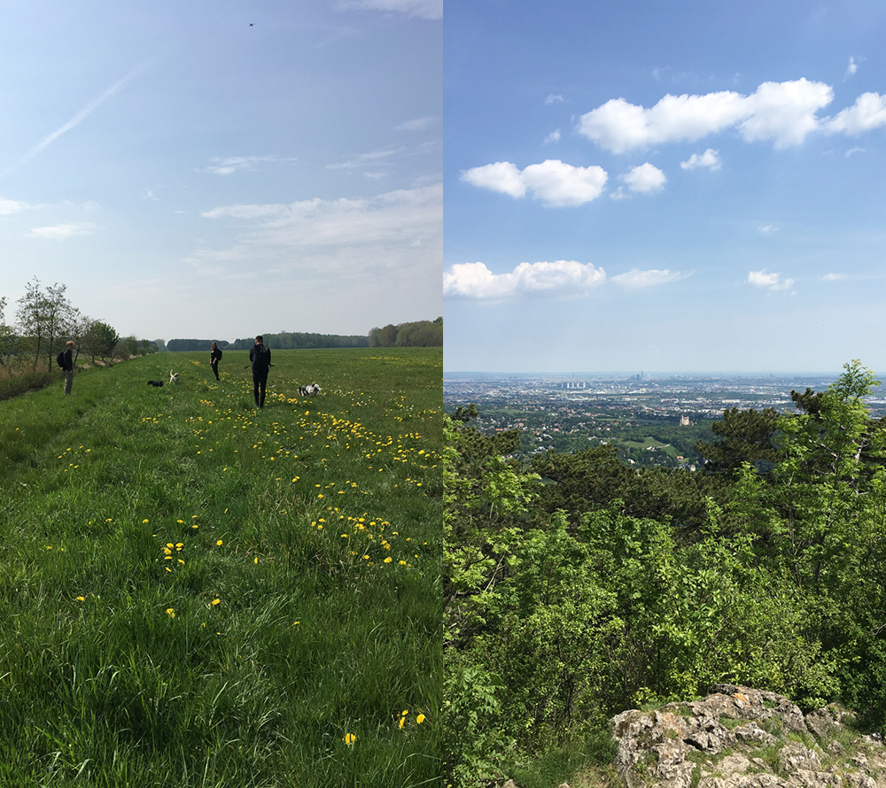 some of my very good friends and their dogs walking in a meadow on my birthday and the post-hike view from a hill overlooking Vienna.