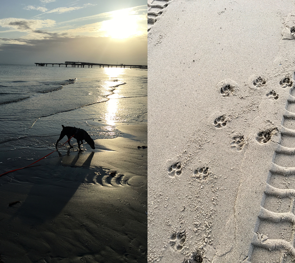 my dog sniffing the ground close to the open water in the morning light; dog paw prints in the sand.